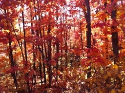 Photo of maple trees with red leaves
