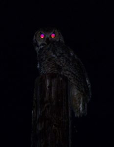 Owl at night, for "One Water" review