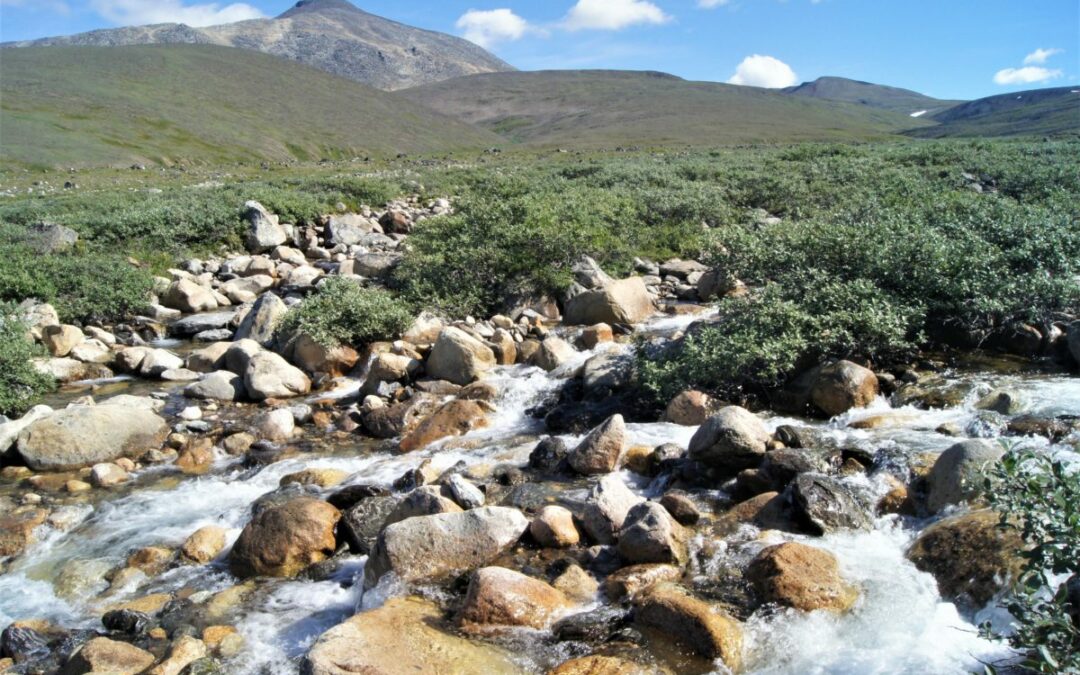 Tundra streambed