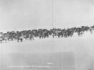 Reindeer herd near Cape Prince of Wales Alaska 1903-1907 accession #4320 UW Special Collections.