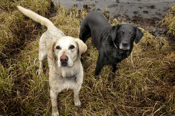 Dirty Anny and Pika, Mary Odden's dogs