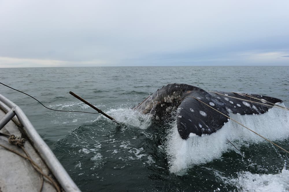 Whale Tail, Bering Sea, harpoon, Chukotka. Photo by Andrey Shapran. Used for post about Yuri Rytkheu.