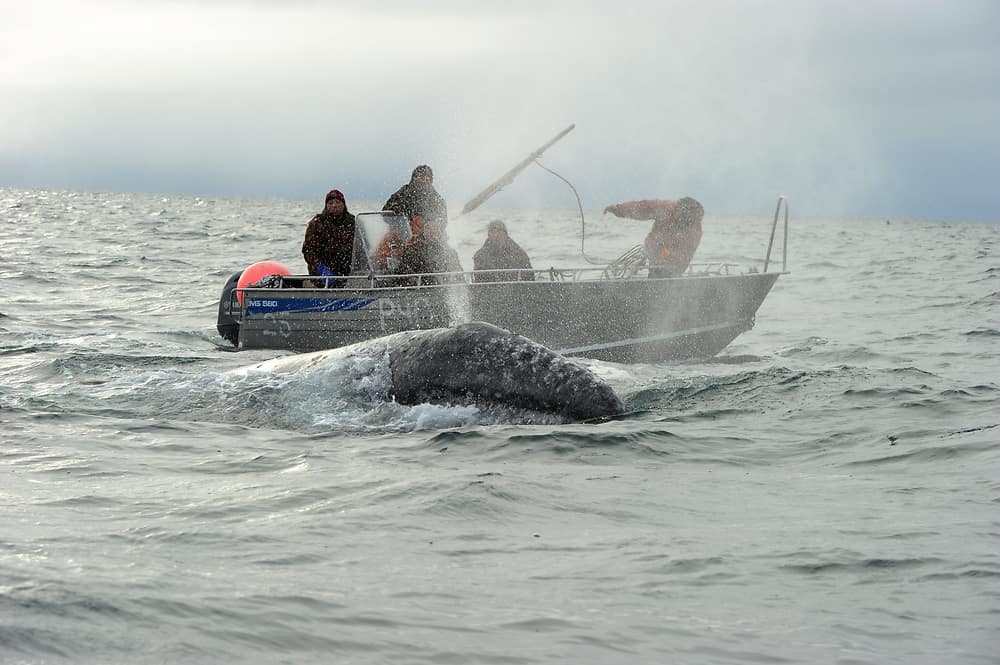 Whale hunt aluminum boat Chukotka Shapran photo